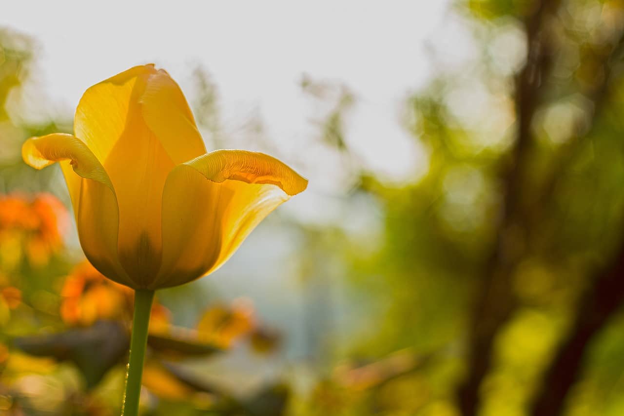 Understanding the Process of Divorce Mediation in Singapore 1 Yellow flower bloomed in the forest - alternative dispute resolution for divorce mediation process